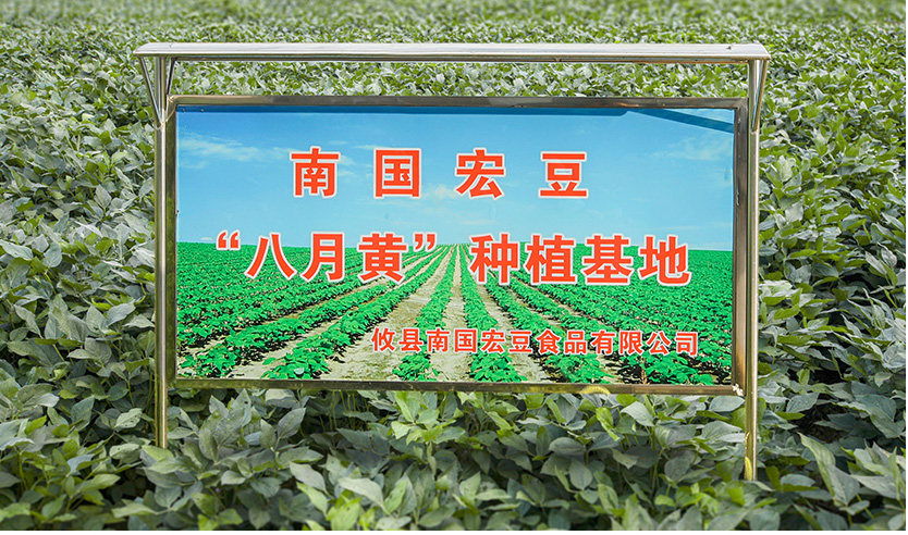 黄豆种植